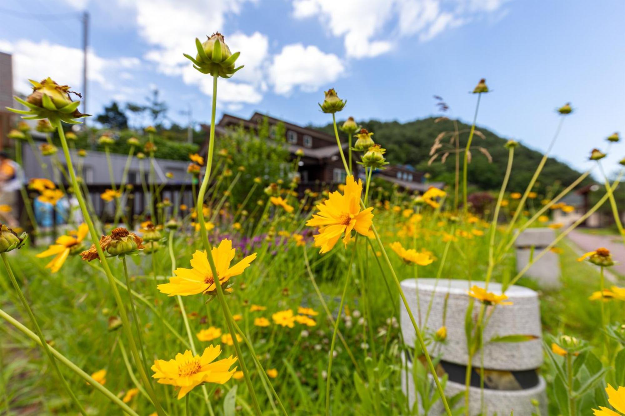 ホテル Gangneung Yasaenghwa Maeul エクステリア 写真